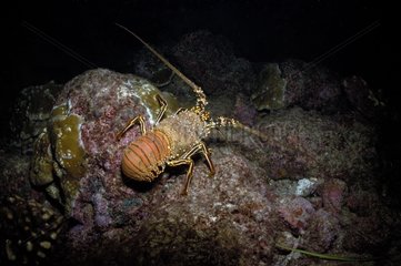 Spiny Lobster Cocos Island Costa Rica