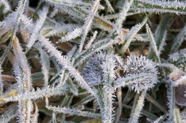 Blades of grass covered with ice crystals in Sologne France