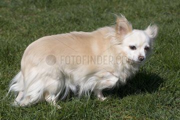 WeiÃŸer Chihuahua im Gras Frankreich