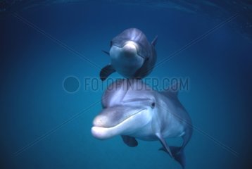 Grands dauphins Floride USA