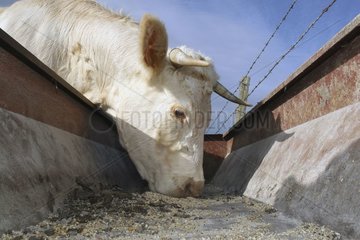 Cow charolaise eating pellets Sotteville sur Mer France