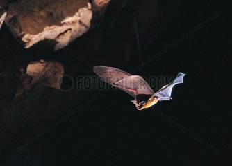 Roundleaf Bat flying out the Khao Chong Pran cave Thailand
