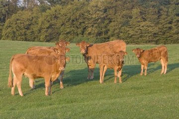 Vaches et veaux Limousins au pré en été