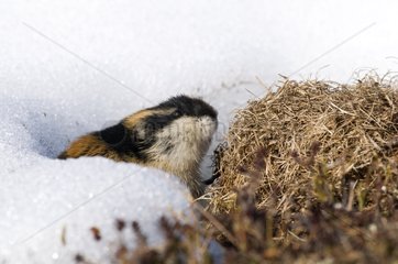 Norway Lemming leaving its burrow during the melting