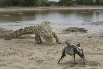 Nile crocodile pursuing a chicken Bazoulé Burkina Faso