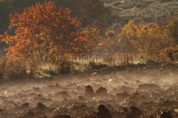 Pflügen und Nebel am frühen Morgen im Herbstprovence