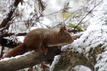 Roux-Eichhörnchen auf schneebedecktem Zweig Ile-de-France