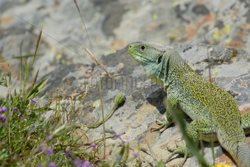 Ocellated Lizard on a rock Extremadura Spain