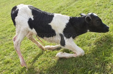 Veal Holstein newborn rising for the first time