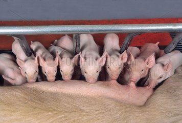 Large White piglets sucking their mother in containment cage