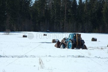 Sammeln der Heubällchen im Winter -Litauen