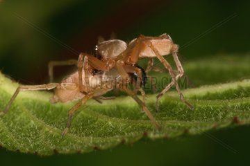 Mating of Sac Spiders Sieuras Ariège France