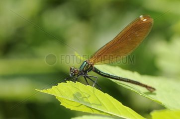 Portrait of a female Banded Demoiselle on a leaf