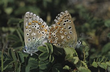 Adonis blue mating
