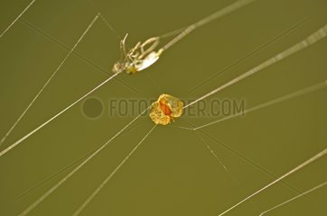 Insect and seed on a cobweb