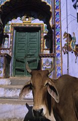 Sacred Cow in a street of Bundi Rajasthan India