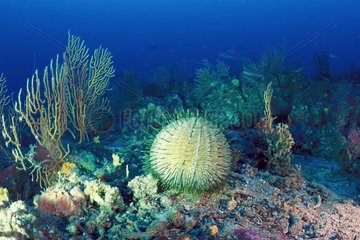 Melon urchin and sea bottom of the Mediterranean sea
