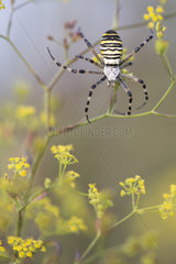 Wasp Spider suspended in flowers - Alsace France
