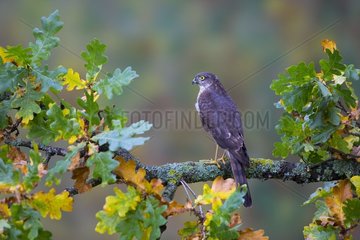 Sparrowhawk (Accipiter nisus)  Young sparrowhawk perched on a branch  England  Autumn