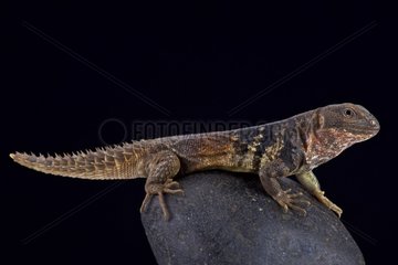 Yucatán spiny-tailed iguana (Ctenosaura defensor)  Mexico