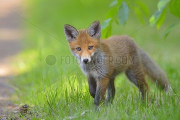 Young Red Fox  Vulpes vulpes  Hesse  Germany  Europe