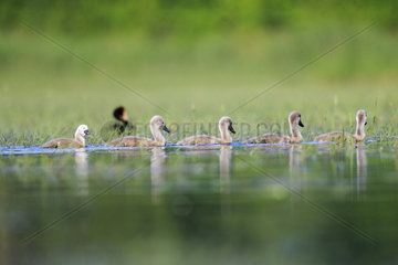 Young Mute Swans swimming on the water - France