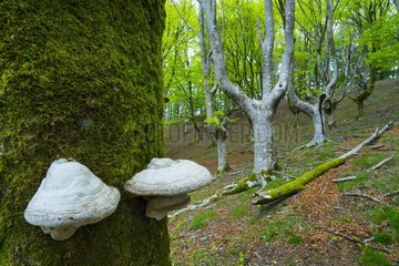 Beech forest  Oianleku  Peñas de Aia Natural Park  Gipuzkoa  Basque Country  Spain  Europe