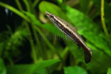 FISH PENCIL BROWN (Nannostomus eques)  in his characteristic position. Image taken in aquarium