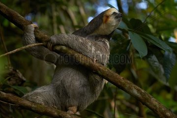 Pale-throated Sloth or Three-toed Sloth (Bradypus tridactylus) - Matiti - French Guiana