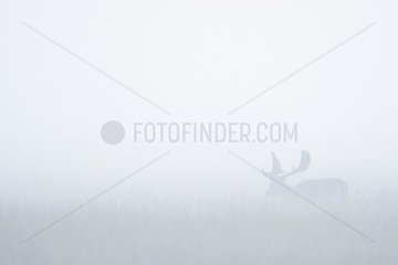 Fallow Deer (Cervus dama) on misty morning  Hesse  Germany  Europe