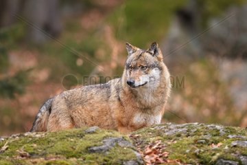 Grey wolf in forest  Bayerischer Wald Park  Germany