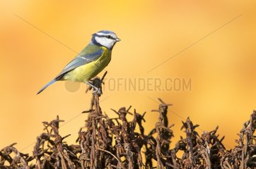 Blue tit (Cyanistes caeruleus)  Tit perched on barbed wire  England  Autumn