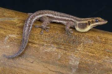 Pronk's day gecko (Phelsuma pronki)  Madagascar