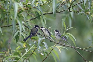 Great tit  (Parus major)  Adult feeding young out of nest  Warwickshire