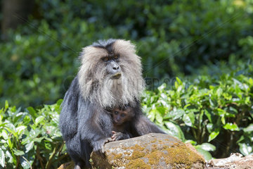 Female Lion-tailed Macaque with young- Nilgiris Hills India