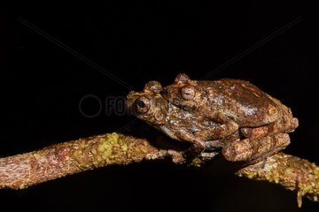 Couple of Interior Treefrog (Dendropsophus melanargyreus  ex Hyla melanargyreus) in amplexus during the breeding season - Explosive breeding - Kaw Mountain - French Guiana
