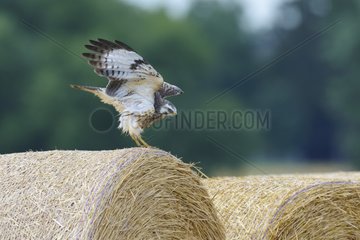 Common Buzzard (Buteo buteo) on Hay roll  Hesse  Germany  Europe