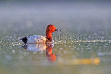 Common Pochard male on the water - La Dombes France