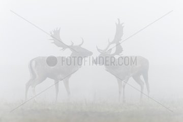Fallow Deers (Cervus dama) on misty morning  Autumn  Hesse  Germany  Europe
