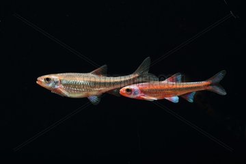 (Notropis Chrosomus)  red coloration Couple a day before spawning