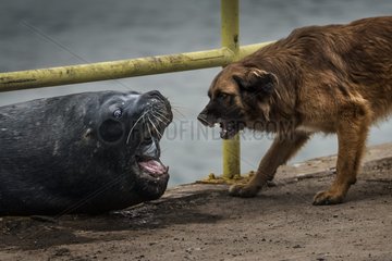 Sea lion VS Dog - dog and sea lion fighting for a piece of fish