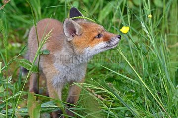 Red fox  cub discovering a buttercup flower