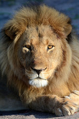 Portrait of male Lion - Zimbabwe Hwange
