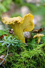 Chanterelle (Cantharellus cibarius)  Valley of the Doller  Haut Rhin  France
