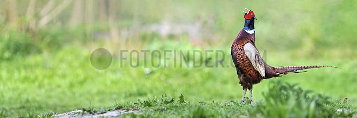 Pheasant male singing on a abuts land in a meadow at bird park of the Marais Poitevin  Saint-Hilaire-la-Palud  France