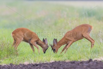 Fighting Western Roe Deers (Capreolus capreolus)  Roebucks  Hesse  Germany  Europe