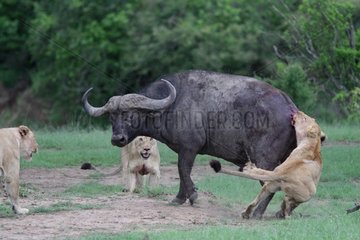 Lion (Panthera leo) and Buffalo (Syncerus caffer)  twilight attack  Masai Mara   Kenya