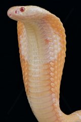 Monocled cobra (Naja kaouthia) albino  captivity