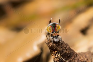 a male Peacock spider (Maratus volans) displaying for a female.