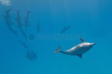 Spinner dolphins (Stenella longirostris)  Sataya reef   Red Sea  Egypt